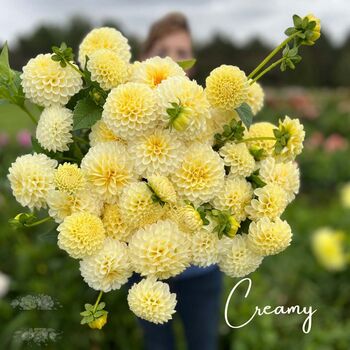 Dahlia Cream