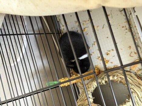 Full leaked Dahnikz private onlyfans photo