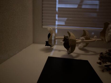 Full leaked Dahnikz private onlyfans photo