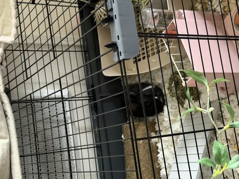 Full leaked Dahnikz private onlyfans photo