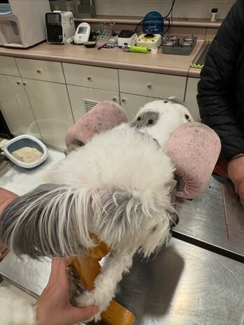 Full leaked Danielalzj/ private onlyfans photo