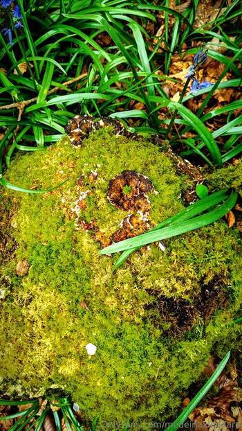 Medeina And Master Leonard